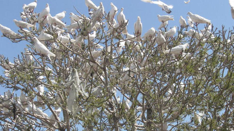 صورة من: DW - حمَام على شجرة في أفغانستان Doves in a tree in Mazar-i-Sharif, Afghanistan