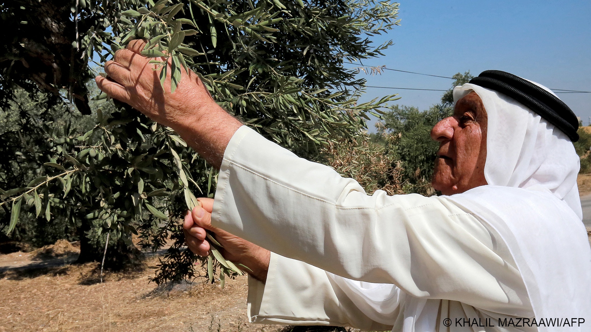 Jordanian farmer Ali Saleh Atta holds a branch of an olive tree and inspects its leaves