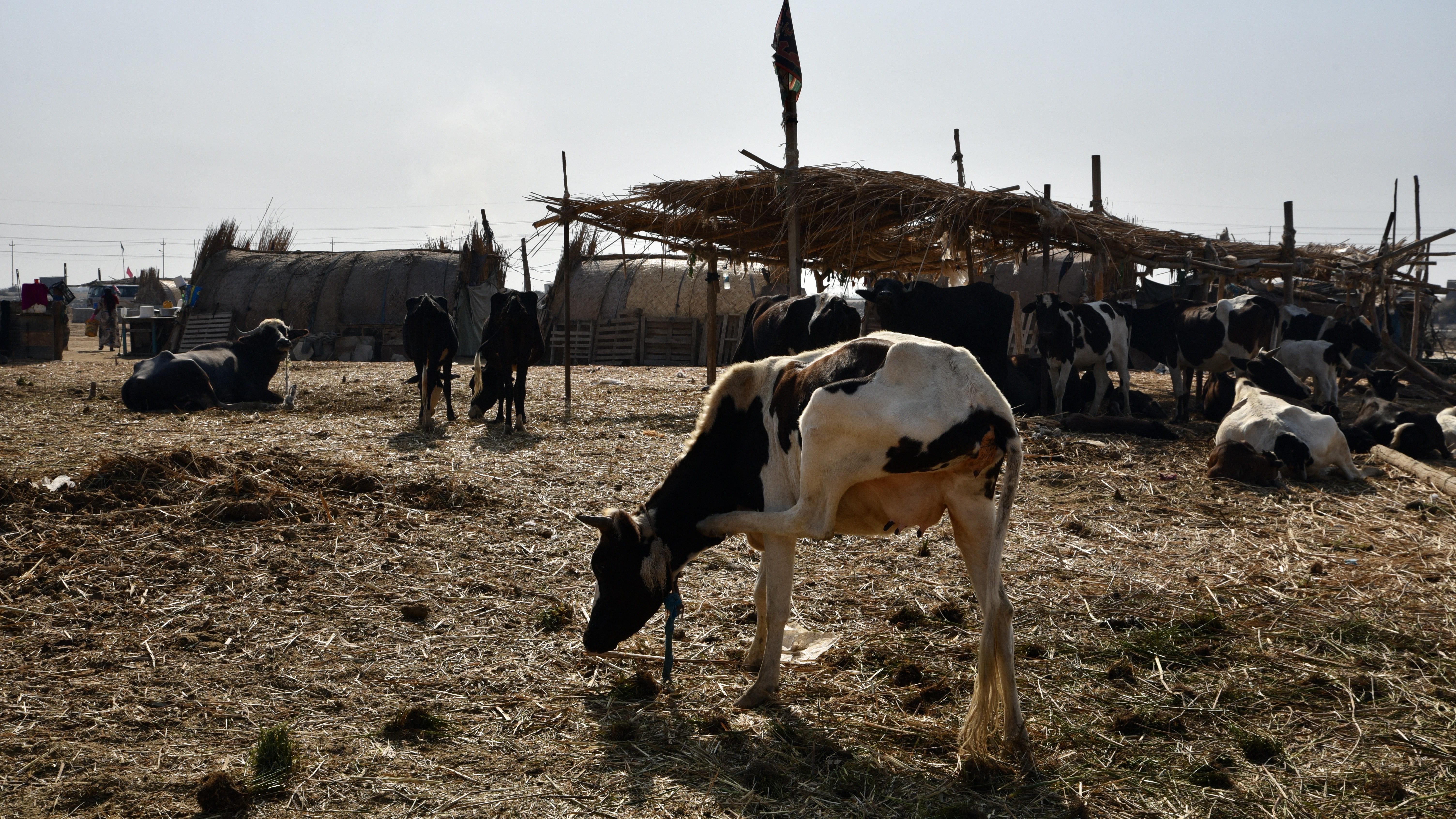 Marsh Arab dwellings and stables with cattle in the foreground