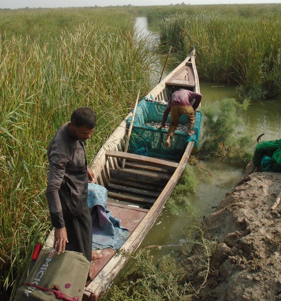 The marshes of Iraq