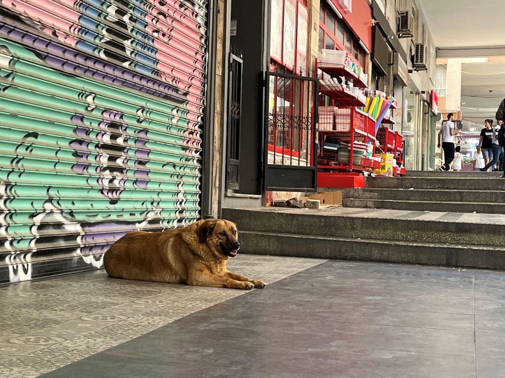 Istanbul streunender Hund vor einem Geschäft