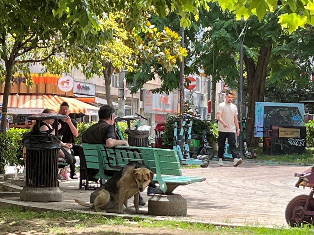 A stray dog in an Istanbul park