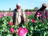 Einer von vielen Mohn Bauern in Afghanistan; Foto: AP