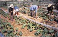 Arbeiter auf einem Sekem-Feld; Foto: www.sekem.com