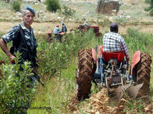 Cannabisanbau im Libanon; Foto: dpa