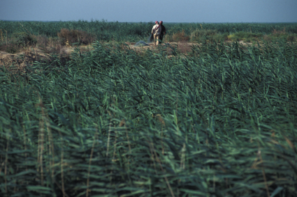 The Restoration of the Iraqi Marshlands