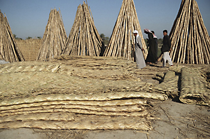 The Restoration of the Iraqi Marshlands