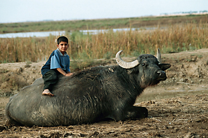 The Restoration of the Iraqi Marshlands