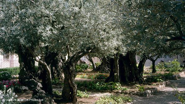 The Israeli government knows all too well that its agriculture sector needs Palestinian workers. After a suicide attack in mid-2001, all Palestinians were initially barred from entering the country. But the government subsequently decided to allow 5,000 farm laborers back across the border - just in time for the olive harvest. (photo: Reuters