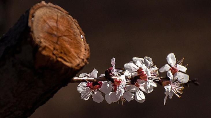 زهور تنمو من جذع إحدى الأشجار. Foto: FARS  