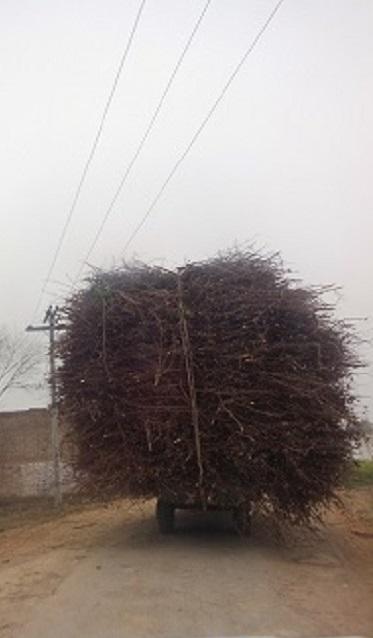 An overloaded truck, Bahawalpur, Punjab, Pakistan (photo: Julis Koch)