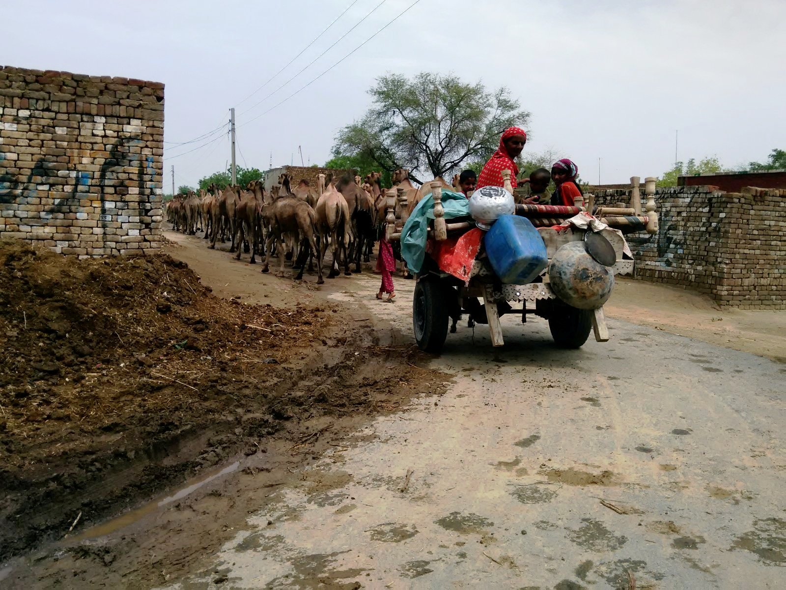 Frau auf Anhänger als Transportmittel, Punjab, Pakistan. Foto: Usman Mahar