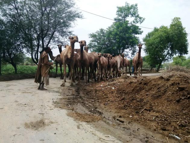 A herd of camels and its herder, Punjab, Pakistan (photo: Usman Mahar)