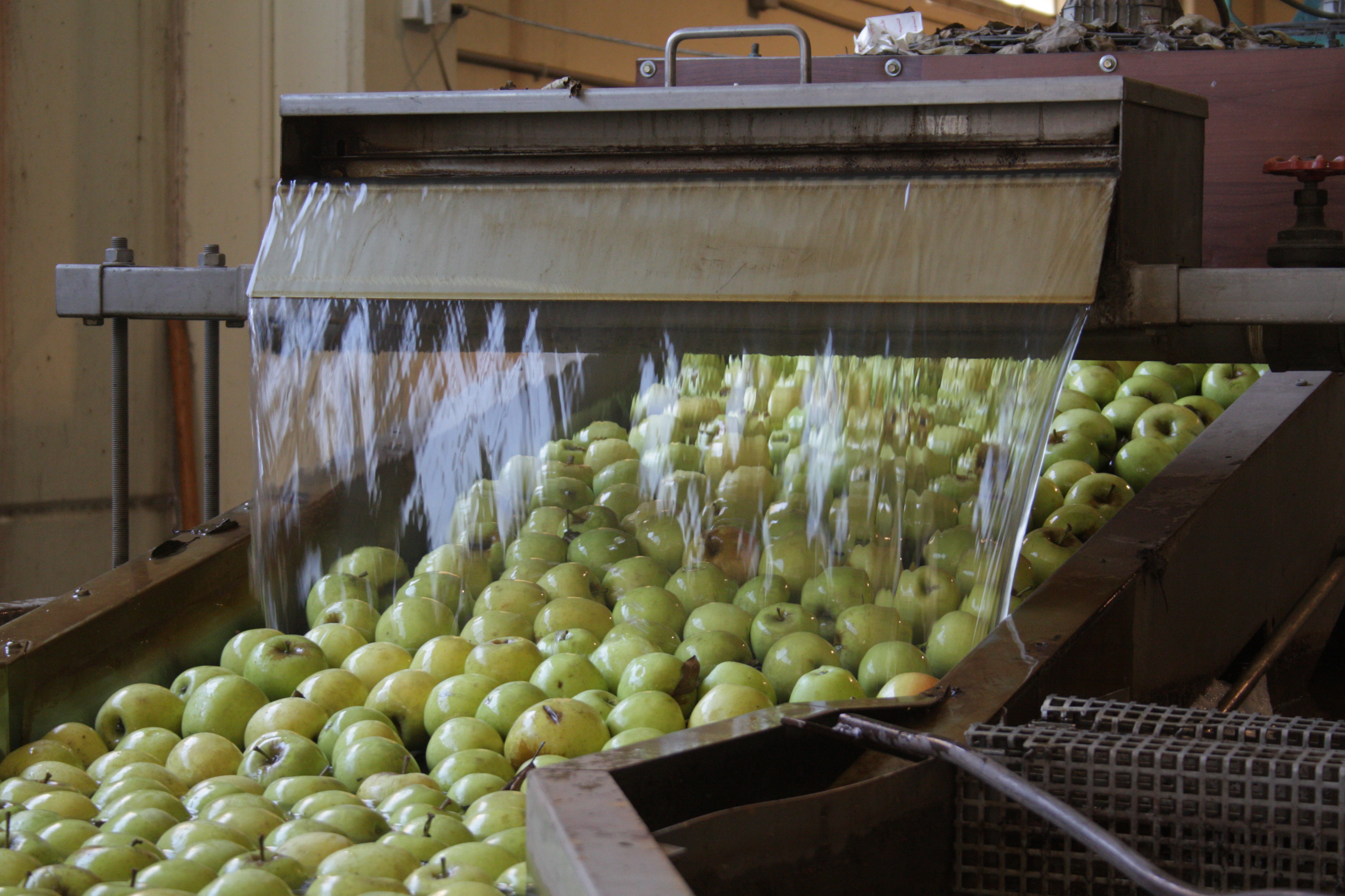 Apple processing plant, Golan (photo: Ylenia Gostoli)