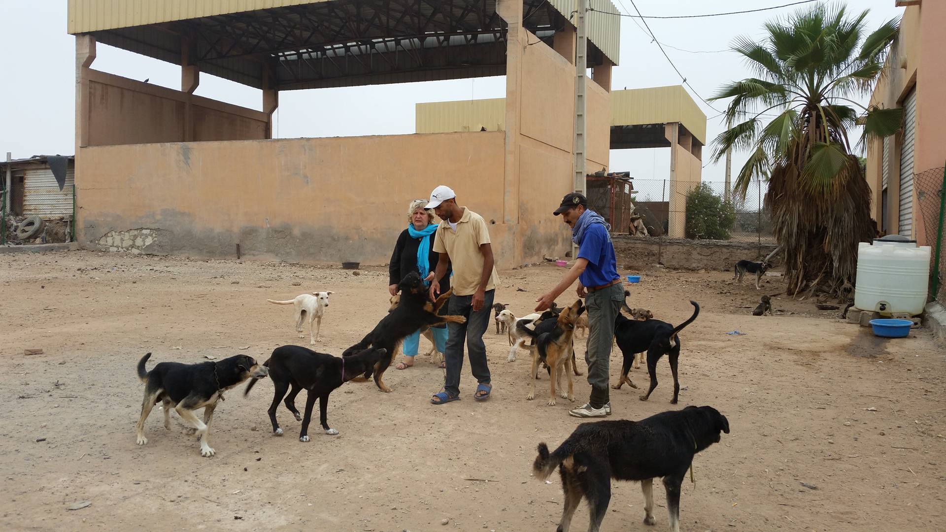 Michele Augsburger with her employees Larbi and Gardien in the hospital yard, selecting the next candidates for sterilisation (photo: Regina Keil-Sagawe)