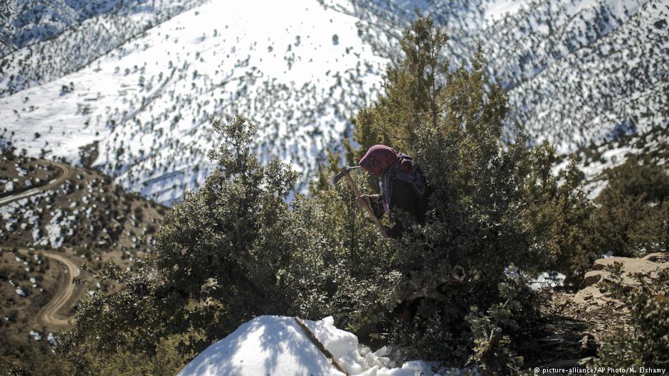 Fatima, 39, chops wood to take it back home for warmth in Tighanmin, a Berber village in the Middle Atlas, near Azilal, central Morocco, on 14.02.2018 (photo: AP Photo/Mosaʹab Elshamy)