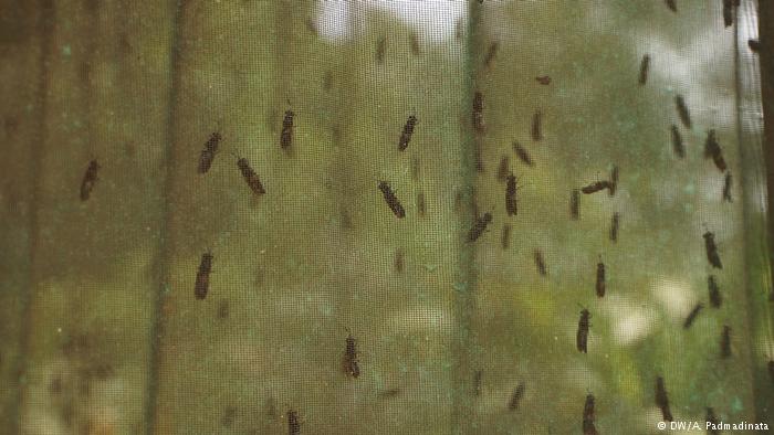 Indonesian black soldier flies in the Cikumpay region (photo: DW/Padmadinata)