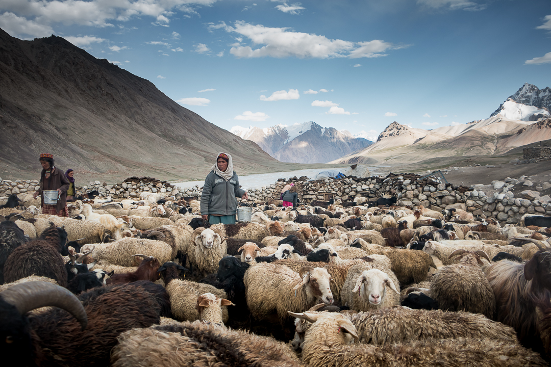 Wakhi shepherdesses milking their cattle in a pen (photo: Camille Del Bos)