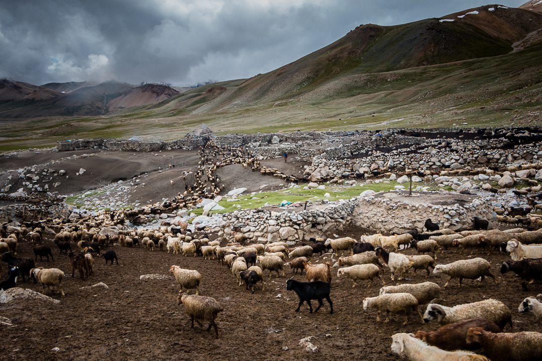 Flock returning in single file to their pen (photo: Camille Del Bos)