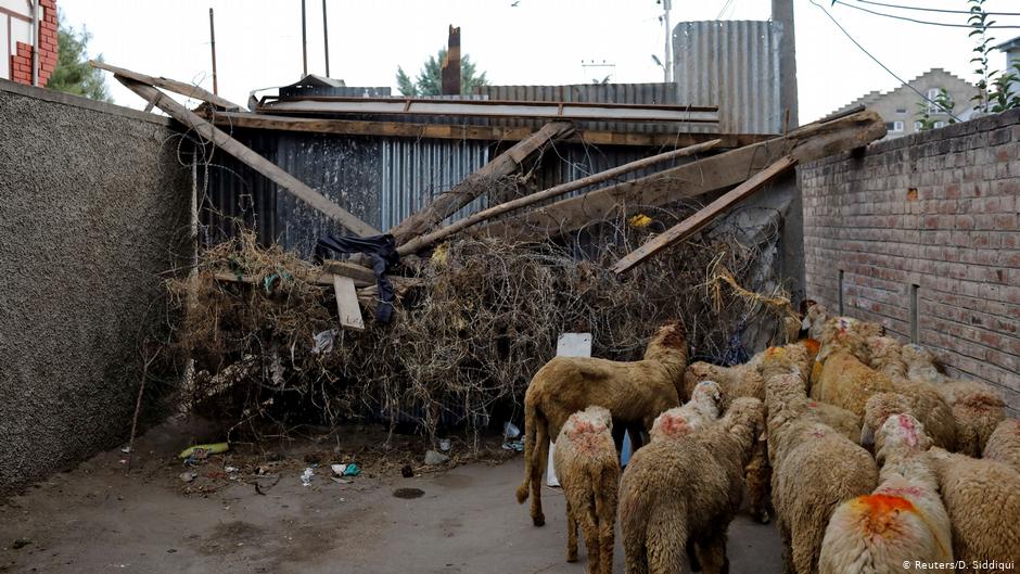 A herd of sheep wait to pass through a barricade set up by residents (photo: Reuters/D. Siddiqui)