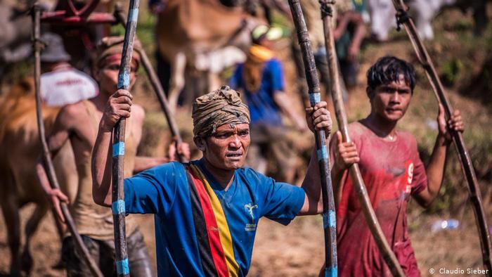 Pacu Jawi, traditional bull-racing on Sumatra (photo: Claudio Sieber)