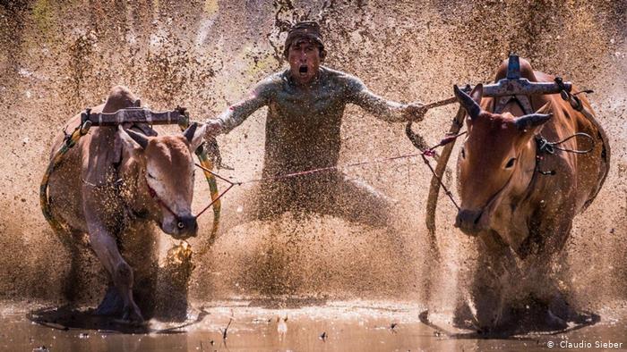 Pacu Jawi, traditional bull-racing on Sumatra (photo: Claudio Sieber)