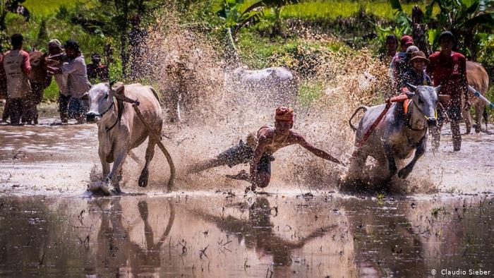 Pacu Jawi, traditional bull-racing on Sumatra (photo: Claudio Sieber)