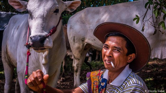 Pacu Jawi, traditional bull-racing on Sumatra (photo: Claudio Sieber)