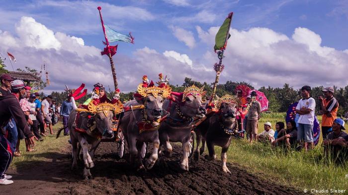 Makepung Jembran Cup, traditional bull-racing on Bali (photo: Claudio Sieber)