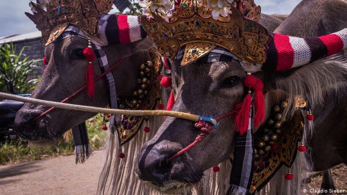 Makepung Jembran Cup, traditional bull-racing on Bali (photo: Claudio Sieber)