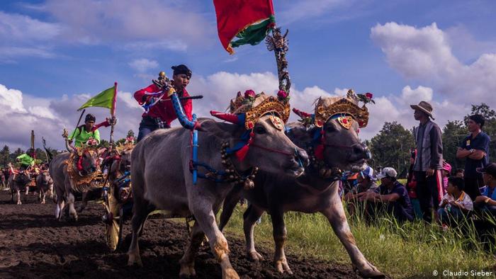 Makepung Jembran Cup, traditional bull-racing on Bali (photo: Claudio Sieber)