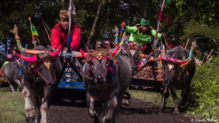 Makepung Jembran Cup, traditional bull-racing on Bali (photo: Claudio Sieber)