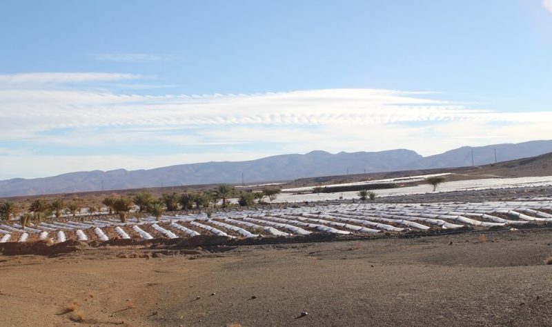 Watermelons under cultivation in Zagora (photo: Ilham Al-Talbi)