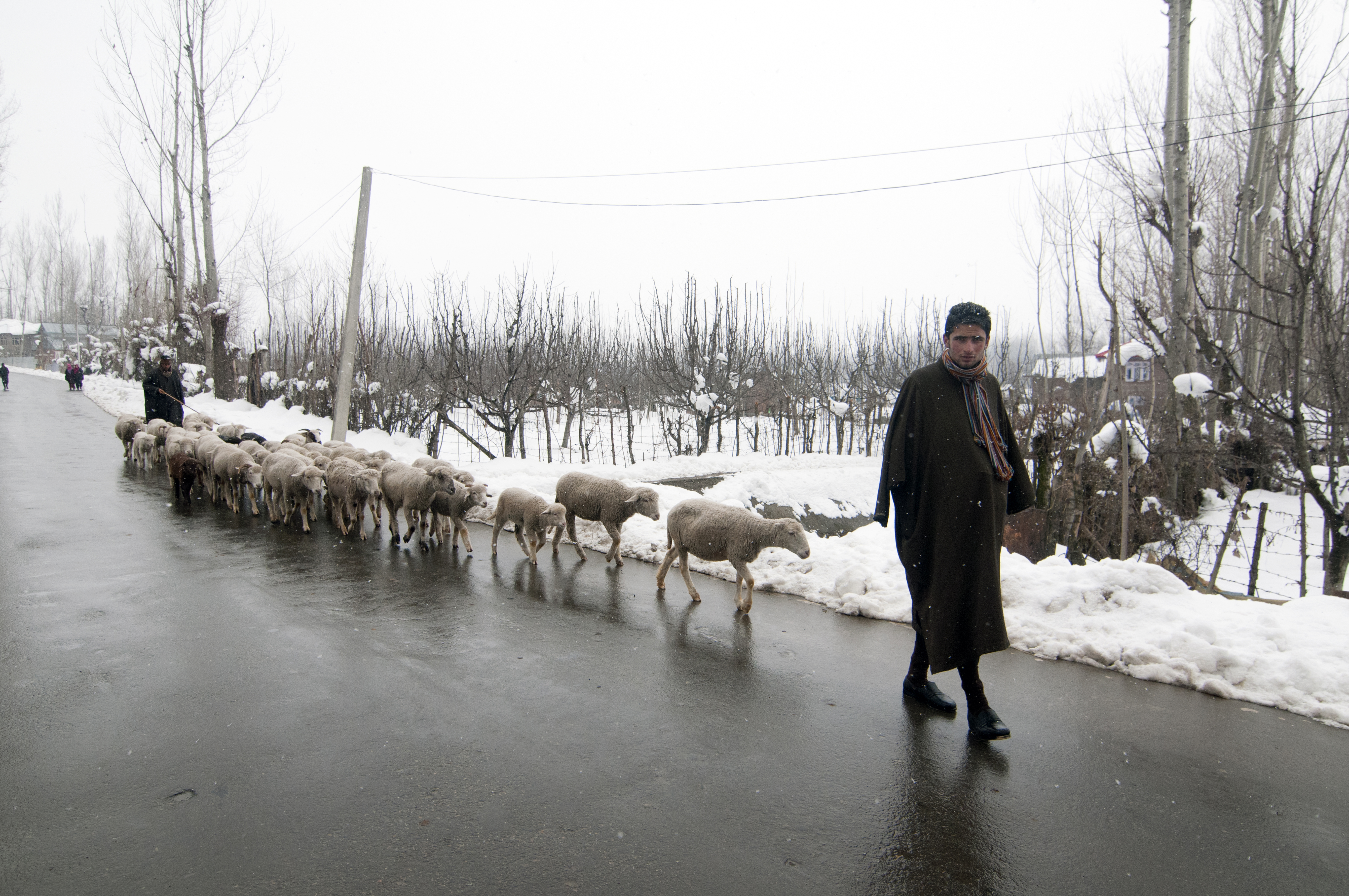 A goatherd returning with his herd to the plains (photo: Sugato Mukherjee)