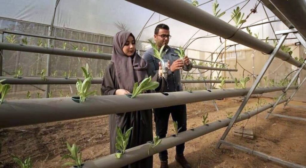 The blockade makes life difficult in so many ways for the people of Gaza.  Safiyya and Azem Abu Daqqa, both qualified agricultural engineers, are just two young people who are taking the initiative and using creativity and innovative spirit to overcome the challenging situation in the Strip. They are seen here inspecting seedlings in their hydroponics greenhouse