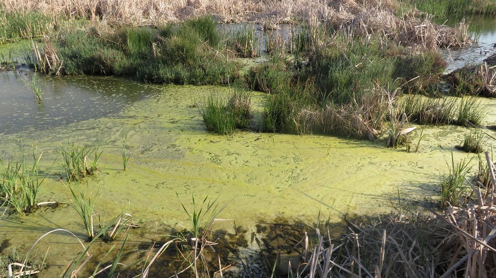 Wasserverschmutzung im Wadi Medjerda in Ghar El Meleh, April 2019; Foto: Raoudha Gafrej