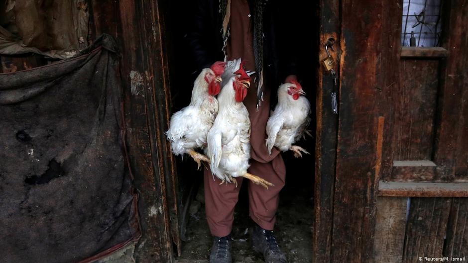 Ein Mann trägt Hähne zum Verkauf auf dem Vogelmarkt Ka Faroshi in Kabul, Afghanistan. Foto: REUTERS/Mohammad Ismail