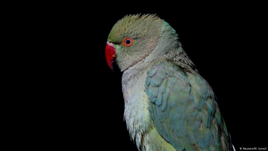 Ein Papagei, gesehen in einem Geschäft auf dem Vogelmarkt Ka Faroshi in Kabul, Afghanistan. Foto: REUTERS/Mohammad Ismail