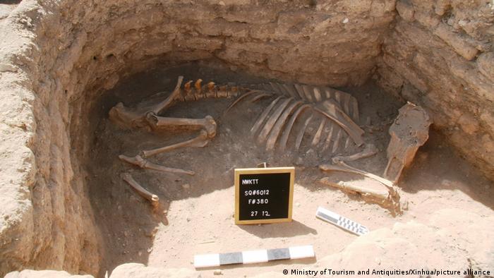 Animal skeleton surrounded by a mud brick wall in the lost city