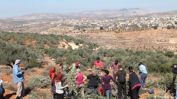 موسم جني الزيتون في الأراضي الفلسطينية 03_Olivenernte Saison Westjordanland FOTO DW