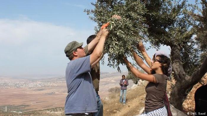 موسم جني الزيتون في الأراضي الفلسطينية  06_Olivenernte Saison Westjordanland FOTO DW