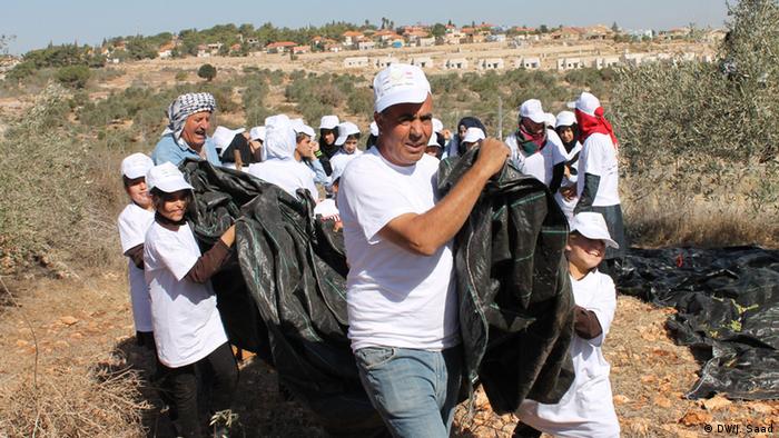 موسم جني الزيتون في الأراضي الفلسطينية 09_Olivenernte Saison Westjordanland FOTO DW