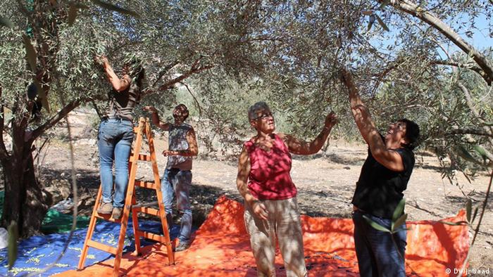 موسم جني الزيتون في الأراضي الفلسطينية 10_Olivenernte Saison Westjordanland FOTO DW