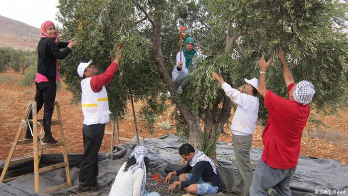 موسم جني الزيتون في الأراضي الفلسطينية  11_Olivenernte Saison Westjordanland FOTO DW