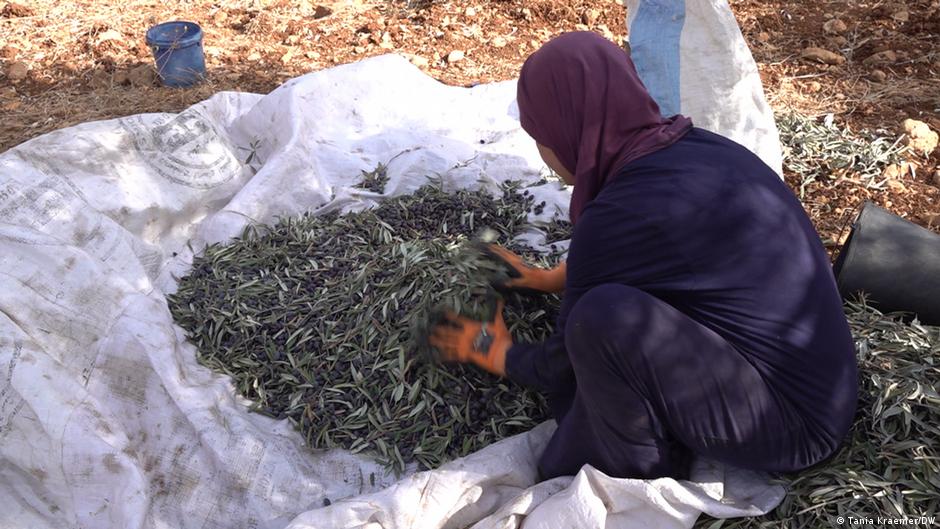 فلسطينية تحصد الزيتون. Palästinenserin bei der Olivenernte; Foto: Tania Krämer/DW