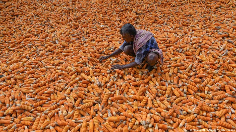 Indien-Maisernte in Bangalore; Foto:Mamunath Kiran/AFP/Getty Images