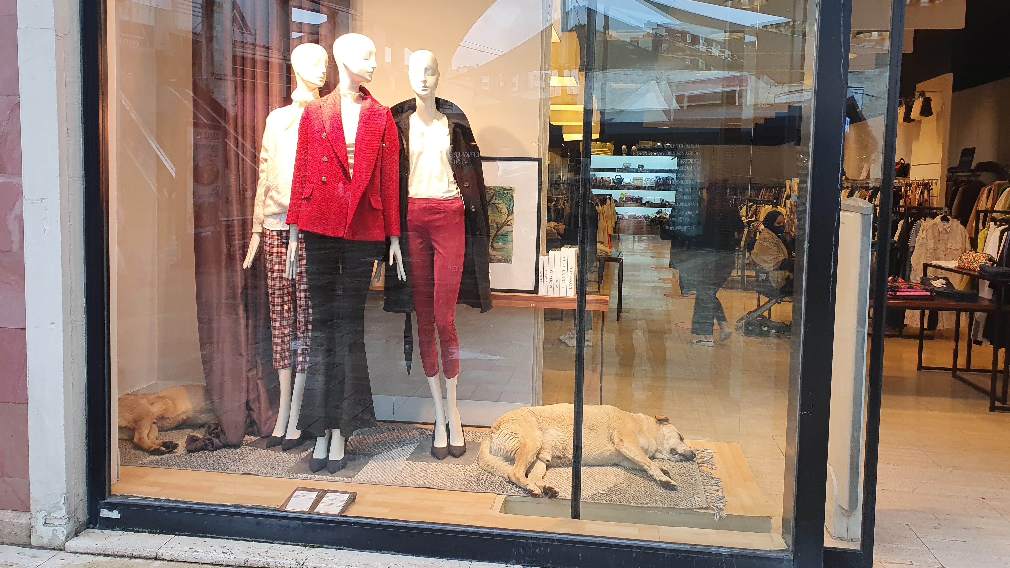 كلاب ضالة تنام في واجهة متجر في اسطنبول - تركيا. Stray dogs sleeping in a boutique shop front, Istanbul (photo: Ayse Karabat)