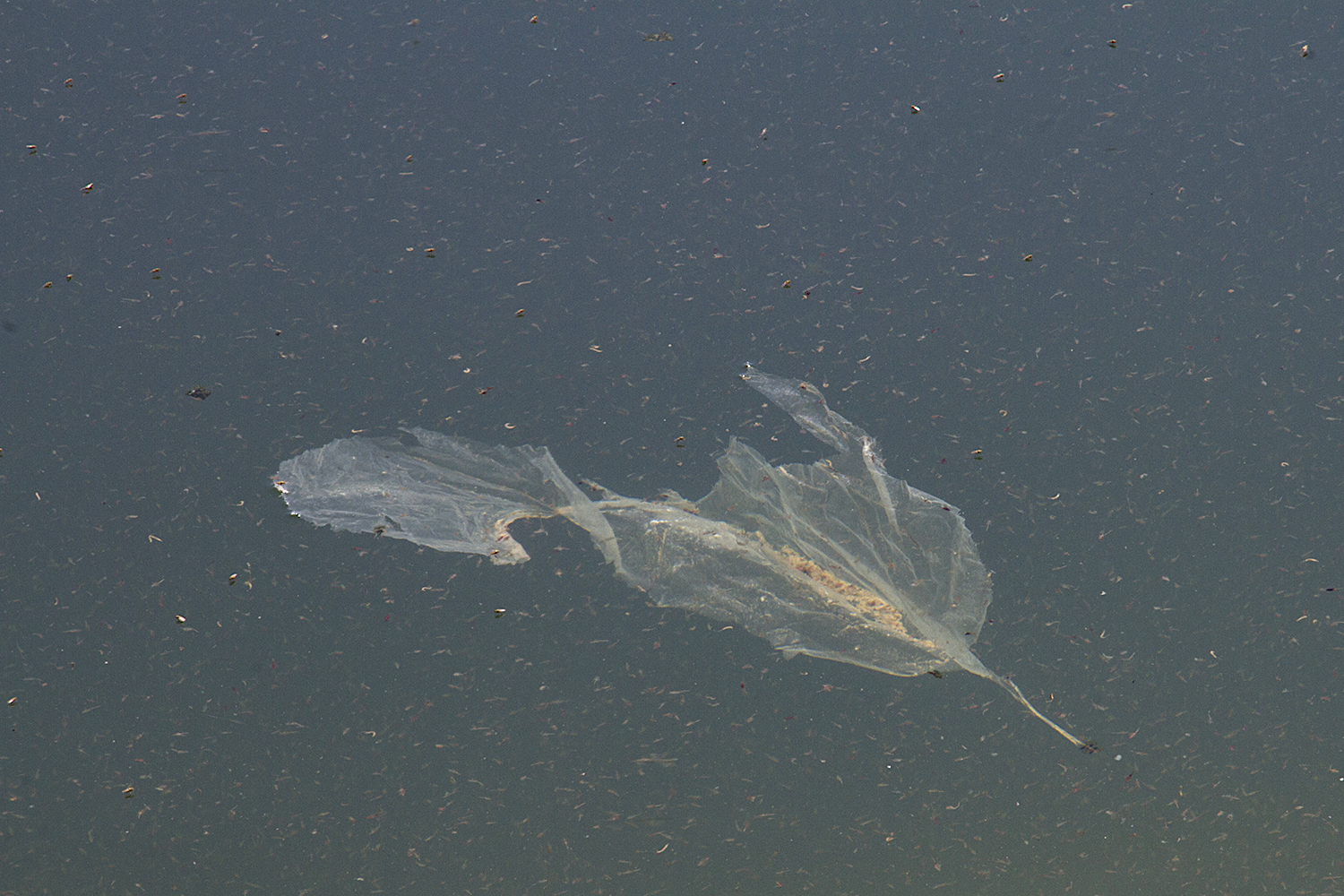 Auf dem Wasser schwimmende Feder (Foto: Qantara)