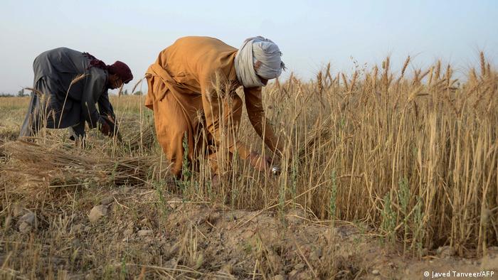  Afghanistan Großteil der Bevölkerung leidet unter akutem Hunger.