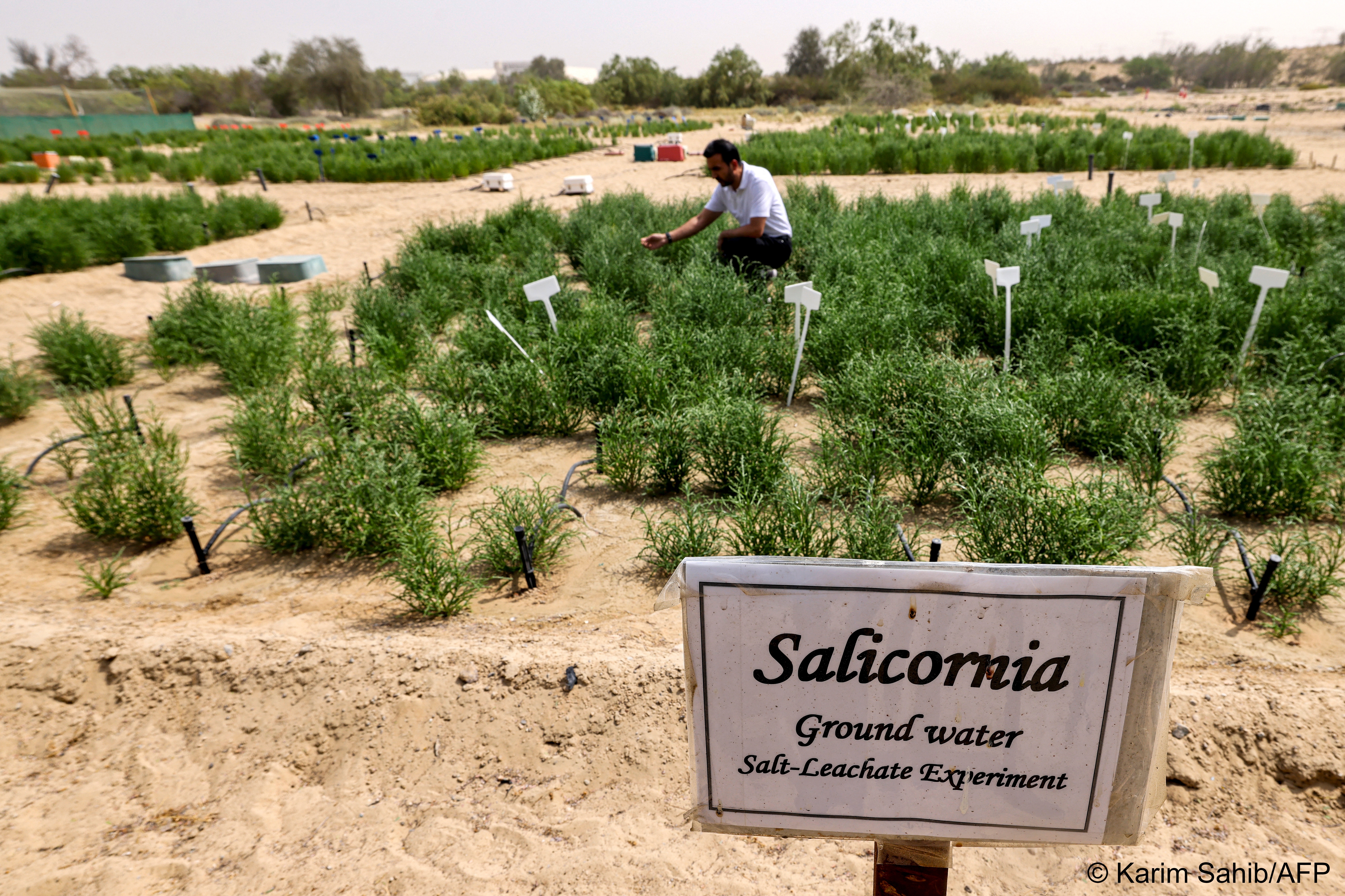  Salicornia, a succulent, is already being used as a salt replacement in burger patties, a rare farming success in the oil-rich United Arab Emirates which imports nearly all of its food.